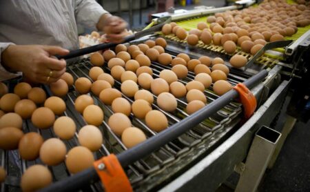 California is at the center of the country’s egg mess. Here’s why and what’s coming – Los Angeles Times