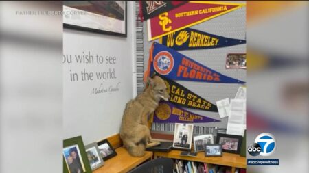 Los Angeles school gets unexpected visitor as coyote walks into classroom on first day of school – USA Today