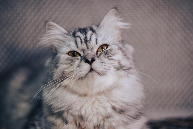 Dodgers’ Yoshinobu Yamamoto Seen Meeting with Premier Japanese Free Agent Dodgers’ Yoshinobu Yamamoto Spotted With Top Japanese Free Agent – Sports Illustrated