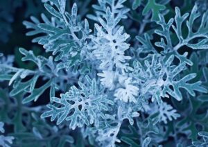 Alissa Miller, Partner, Media & Entertainment – Akin