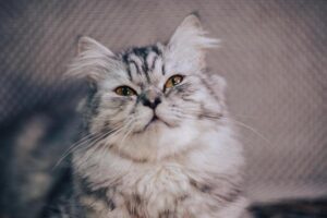 Dodgers’ Tyler Glasnow Shares Personal Announcement During Offseason – Sports Illustrated