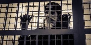 Most Immigrants Arrested in City Crackdowns Have No Criminal Record – The New York Times