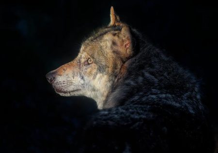 Gray wolf appears in Los Angeles county for first time in more than 100 years – The Guardian