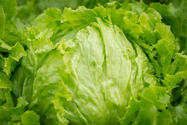 Urgent recall: Taylor Farms pulls iceberg lettuce from stores nationwide amid cyclospora outbreak California-based Taylor Farms pulls iceberg lettuce from U.S. amid cyclosporiasis outbreak – Los Angeles Times